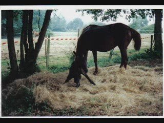 Naissance d'une pouliche