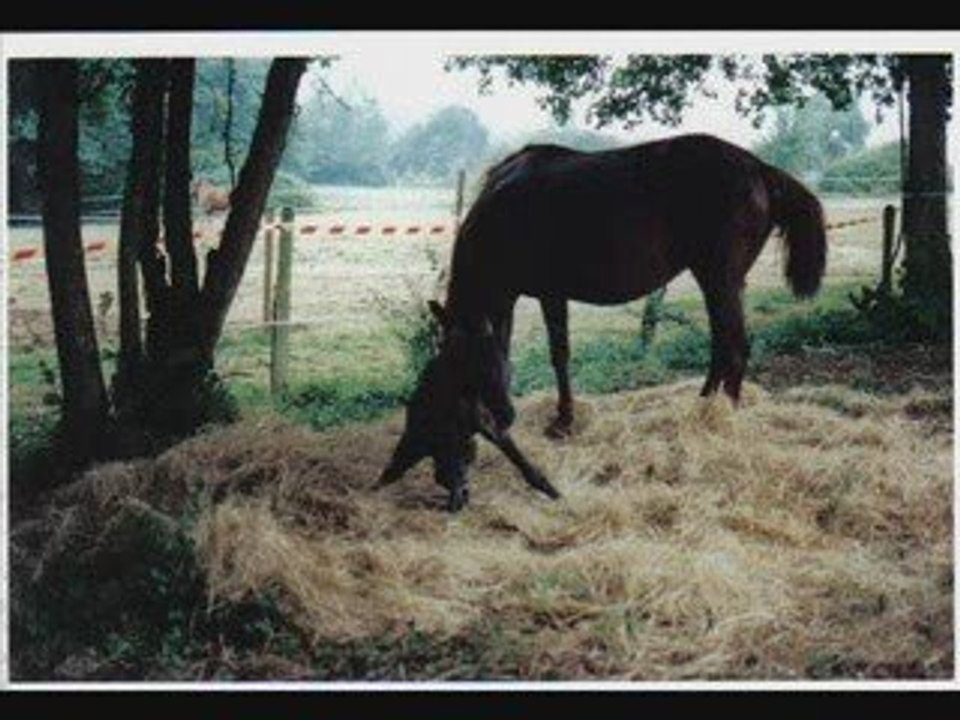 Naissance d'une pouliche