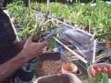 Repotting Orchids - Oncidium Orchids