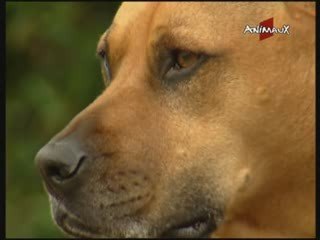 Pitbull Chien Dangereux