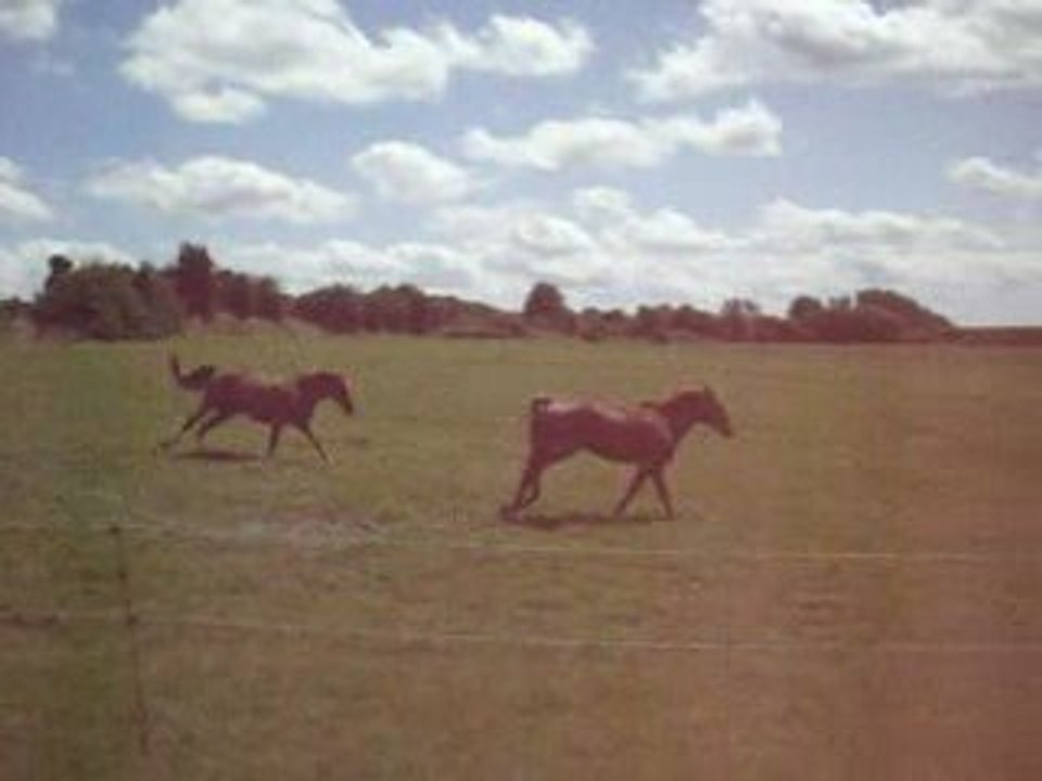 CRUSNES parti I chap II_