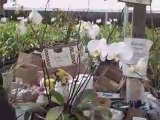 Orchid Staging with Cris Hamilton