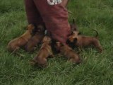 Cachorros Pastor Belga Malinois