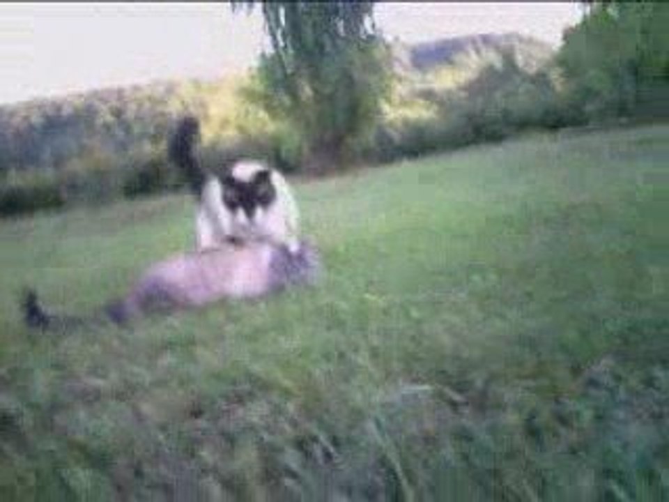 Big Lama ESKY outdoor