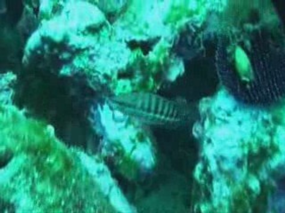 Calanque de Pouars - Marseille