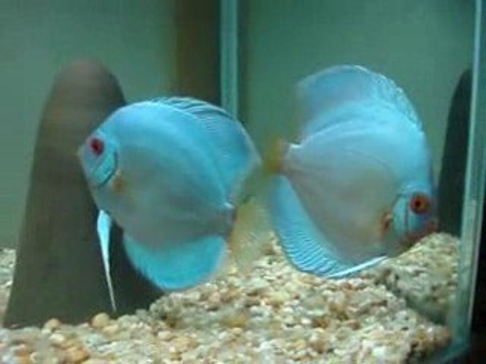 Cobalt Discus