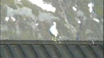 Dancing Seagull