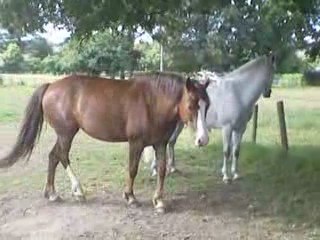 Retrouvailles Mélodie et Midway juillet 2009