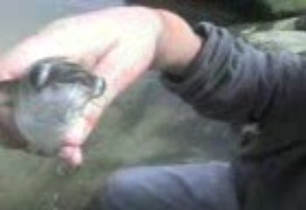trip poisson