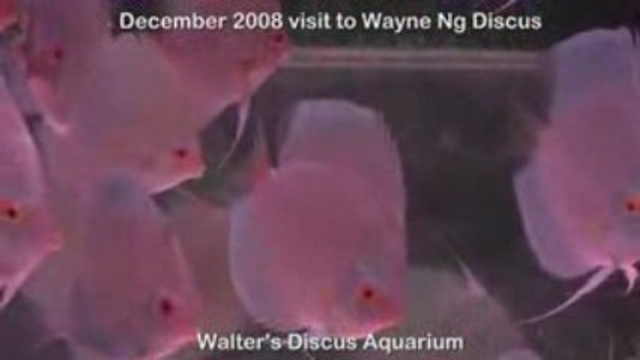 Wayne Ng discus (Blue varieties)