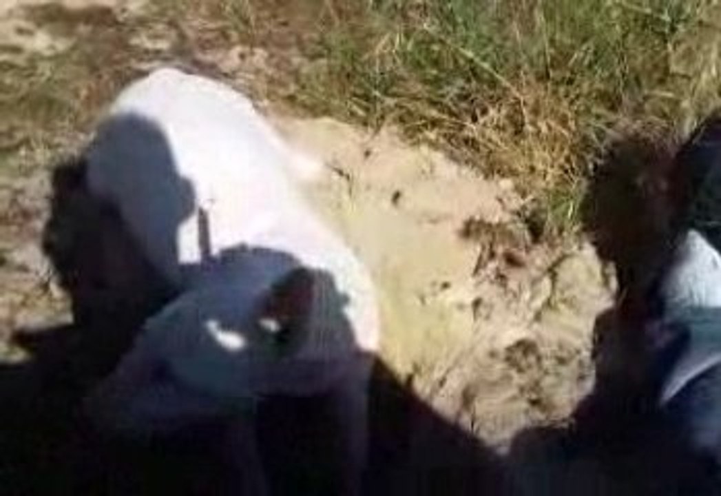 Eden (Bull Terrier) & Dracken (Rottweiler)