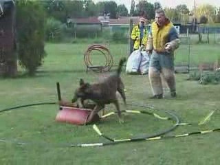 Malinois legend : Dovre Fjeld Vasco aka A'Tim and kids