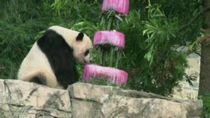 Tai Shan 4th Bearday Cake Part2