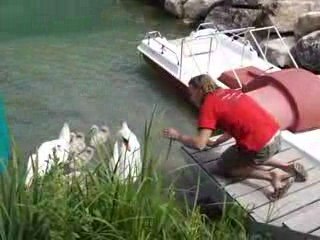 Mich, enseignant la connerie à des animaux peu intelligents