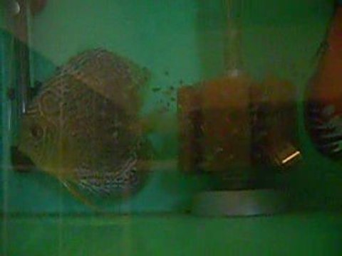 tefe snakeskın pigeon bllod yavruları