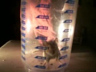 Moustache la souris dans un verre doseur