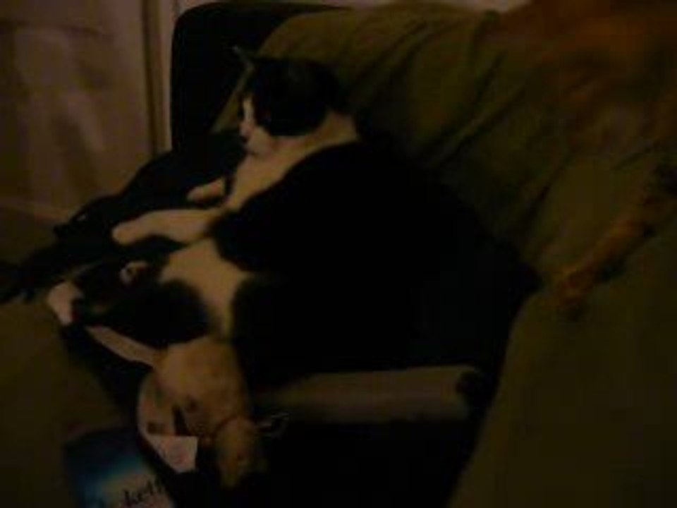 Daisie et son rat