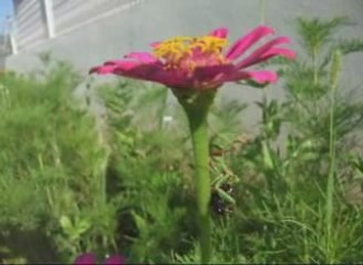 La loi du plus fort...