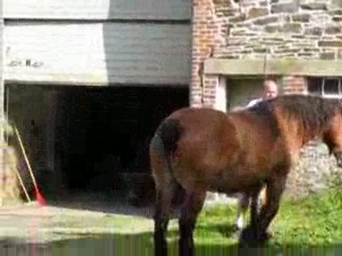 Quandie et Gitane de la Croix, juments ardennaises