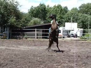 Zora liberté: cabré, couché, etc...