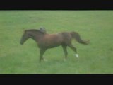 Lacher des poneys au près