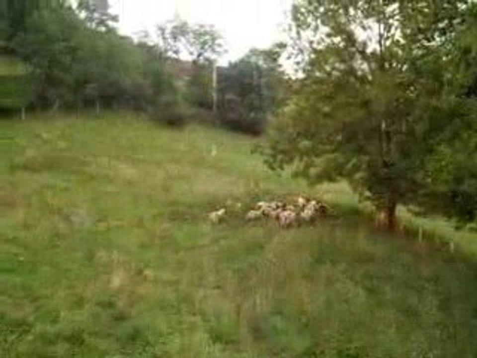 les moutons