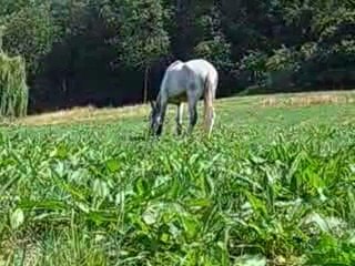 Paso dans le pré d herbe dur dur la vie de cheval