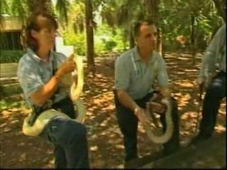 Наезда на питони во Флорида