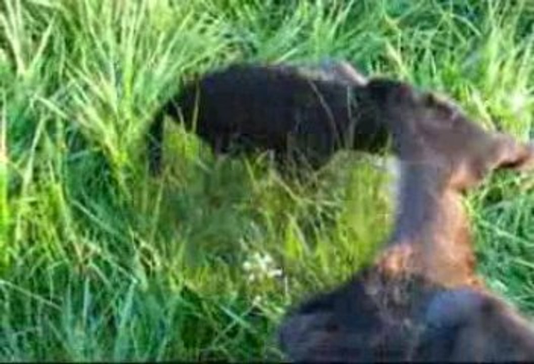 campagne cane corso ballade