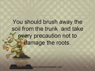 How to repot a bonsai tree