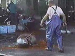 glumbert - Dolphin massacre in Japan