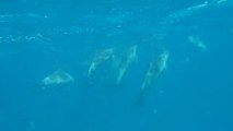 Plongée avec les Dauphins à Kizimkazi (Zanzibar)