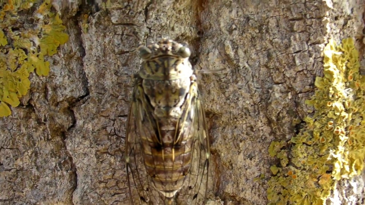 Chants cigales Provence