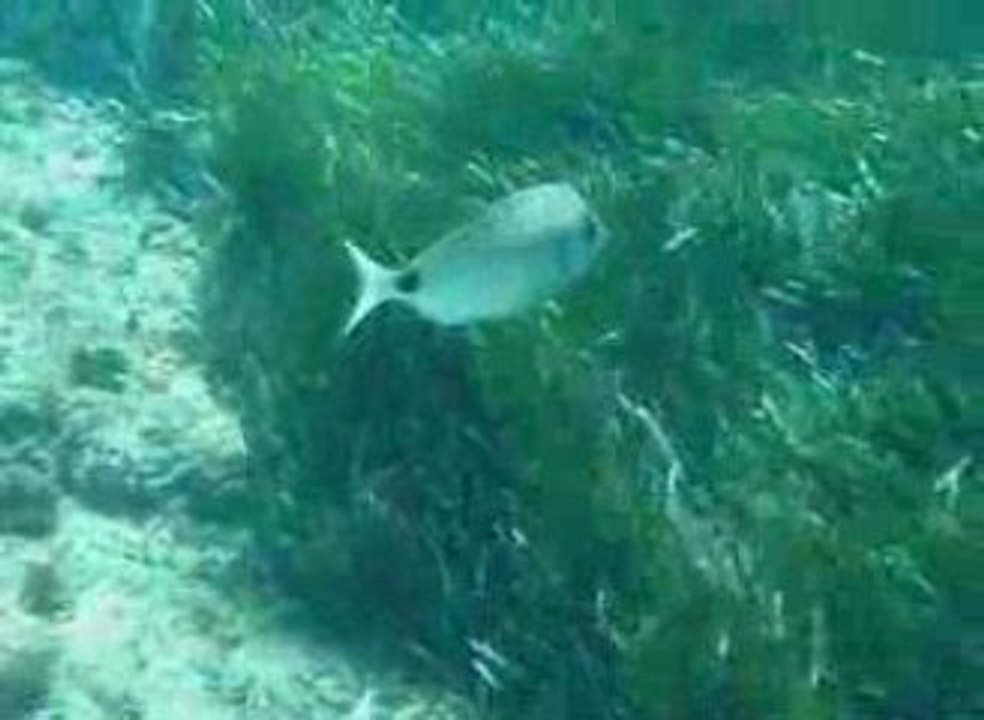 Six fours  sars en banc