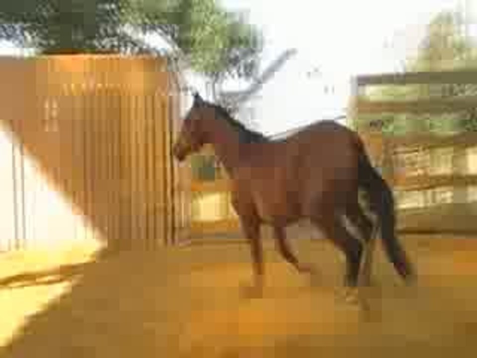 Story Borde