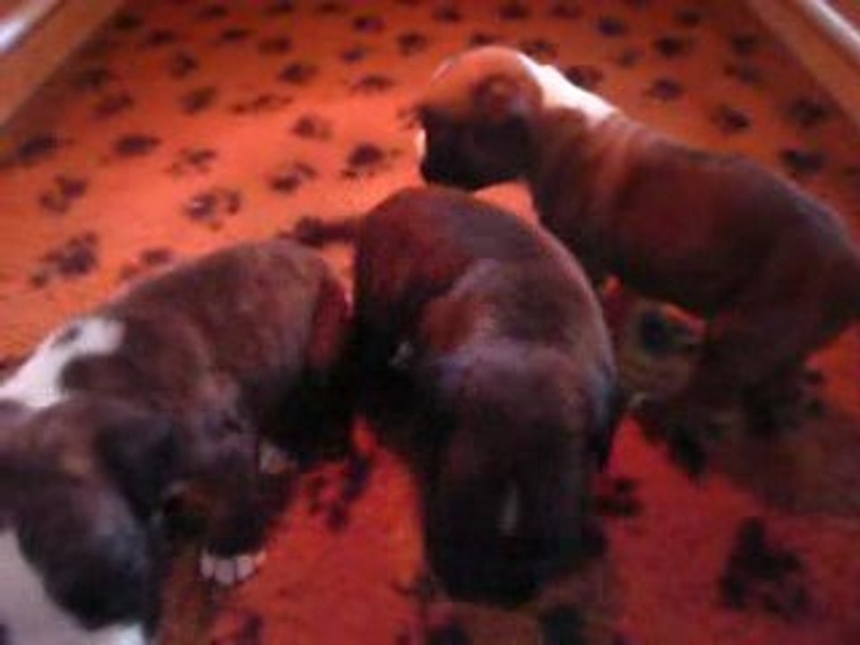 Eole, Ewane & Espionne - boxers, 3 semaines - n°4