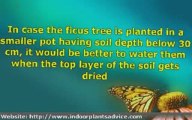 Planting Ficus Tree Made Easy