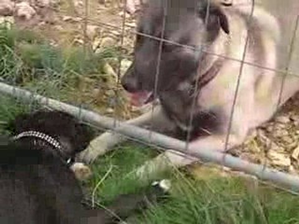 kangal