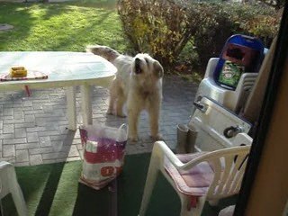 Cooky et ses tripes...