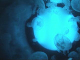 Medusas en el acuario de Gijón