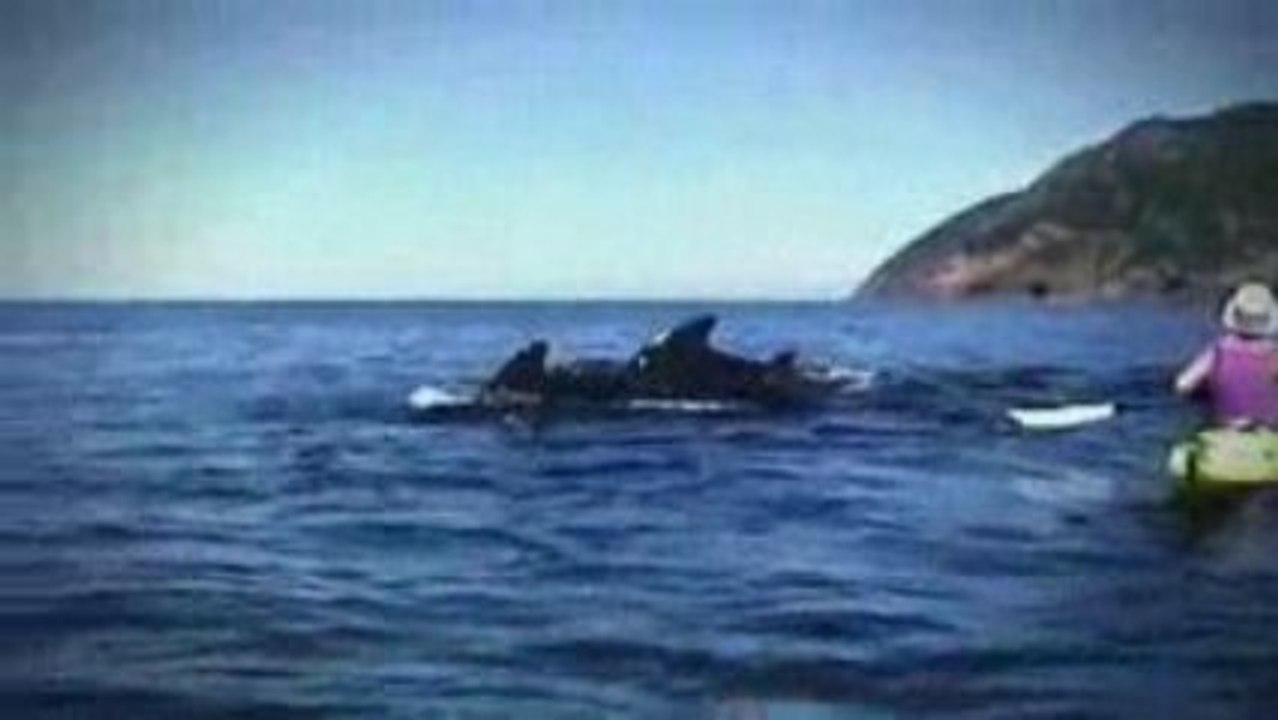 Canadian Tourism Commission_ Minke Whales