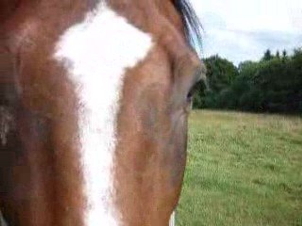 Video test