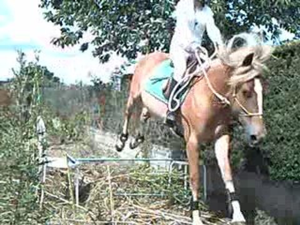 saut sakura