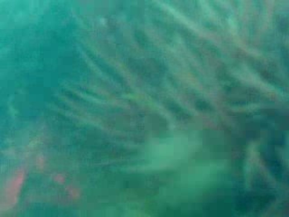 araignée de mer un peu agressive !