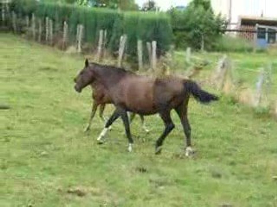 viktoria de krystesam