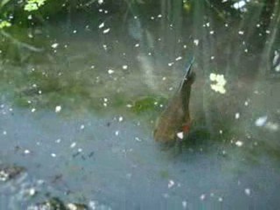 BASSIN été 2009 - 003