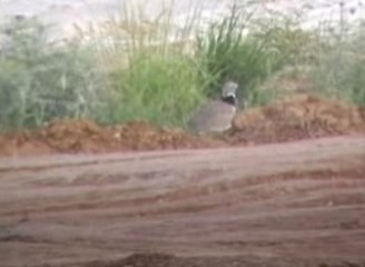 Les outardes d'Aimargues sous les roues des bulldozers