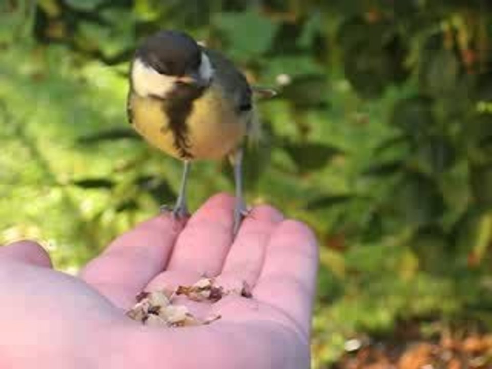 Mésange dans la main