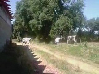 la vache  le taureau et Anais....