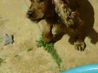 CLIP0020 les vacances à Le PUY LOL